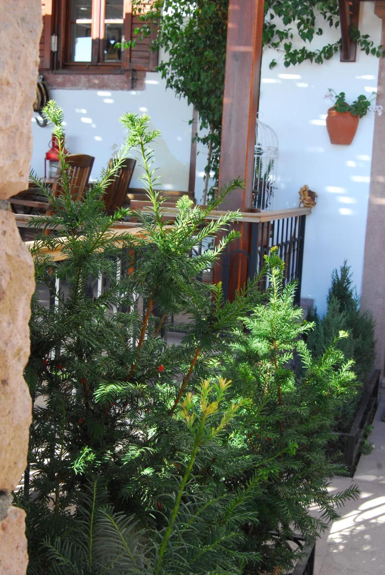 Aliye Hanim Hotel Ayvalı Exterior foto